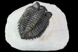 Coltraneia Trilobite Fossil - Huge Faceted Eyes #108490-1